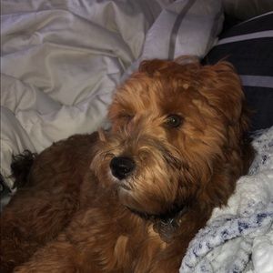 Meet your Posher, Nick